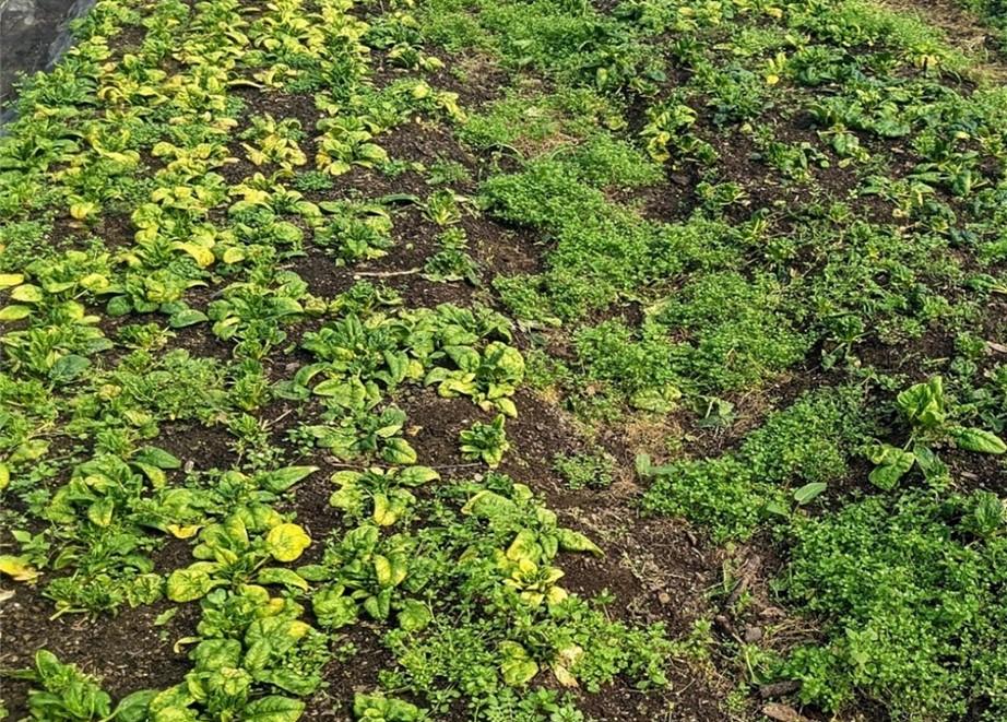 Spinach crop with cucumber mosaic virus