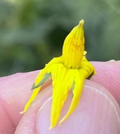 Tomato flower