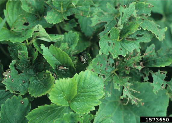 Japanese beetles on strawberry foilage