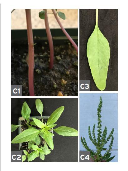 Waterhemp