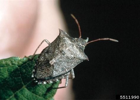 Adult spined soldier stink bug