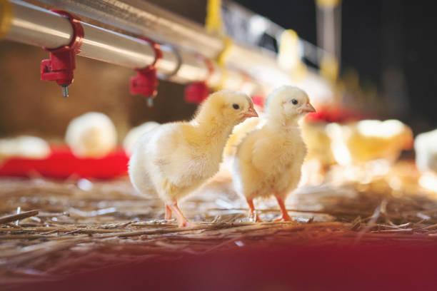 Chicks in poultry house