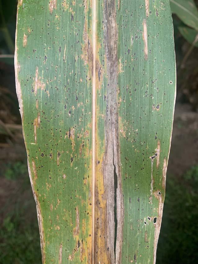 Corn leaf with tar spot