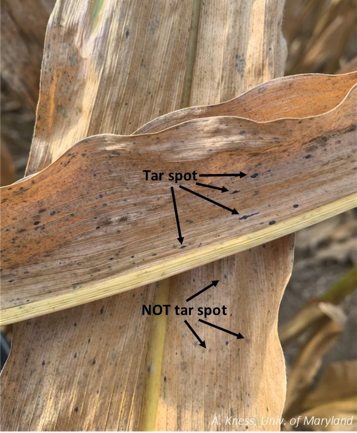 Tar spot on corn leaves