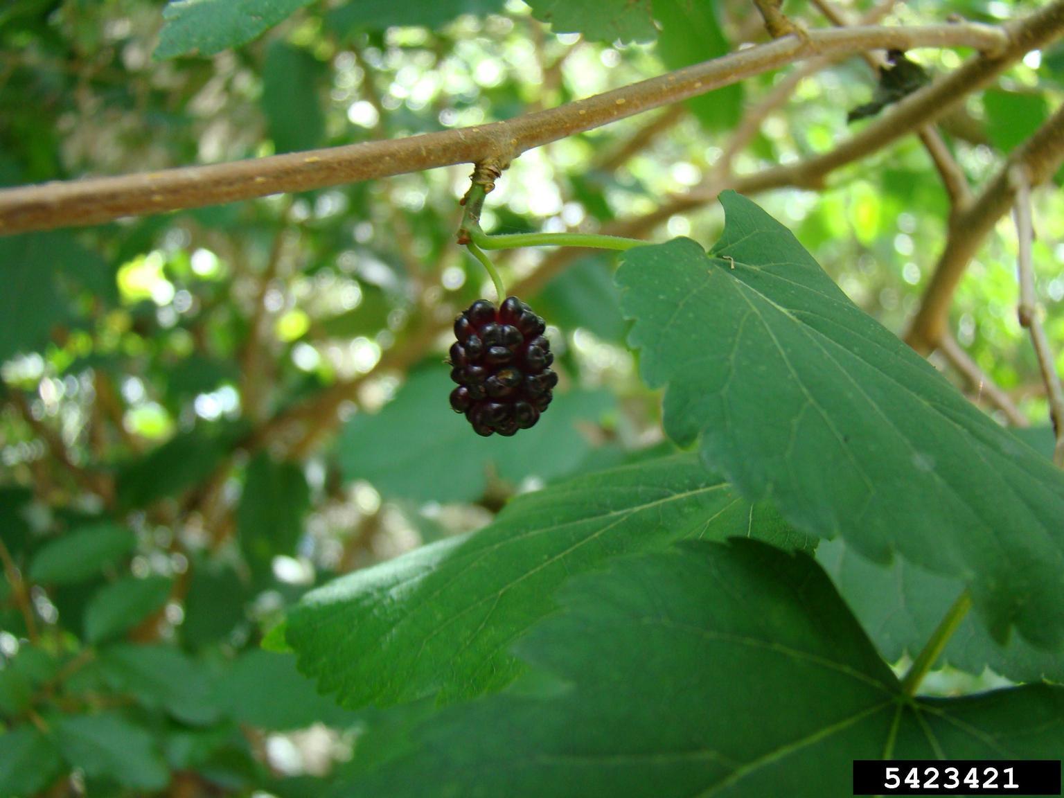 White mulberry fruit. Photo by Rebekah D Wallace, University of Georgia, Bugwood.org