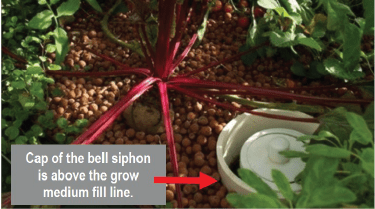 Grow bed with plants and bell siphon cap.