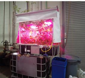 Aquaponic system with grow lights.