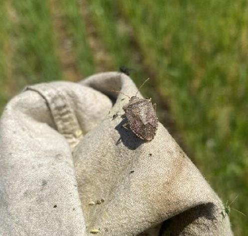 Figure 1. Photo of a stink bug on a sweep net. Photo by N. Krambeck.