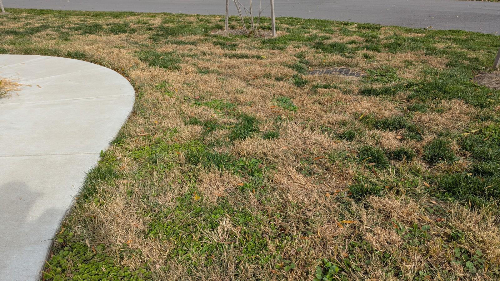 A lawn with widespread browning and clumps of green weeds.