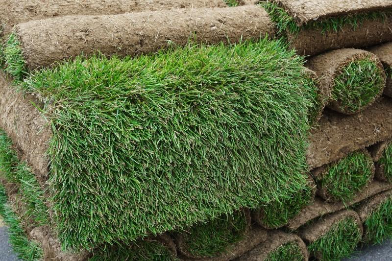 A partially unrolled piece of sod on a pallet stacked full of sod rolls.