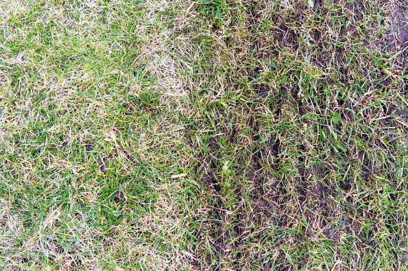 Overhead view of turfgrass with half of the area grooved by a vertical mower machine, where the soil is more visible in the slits.